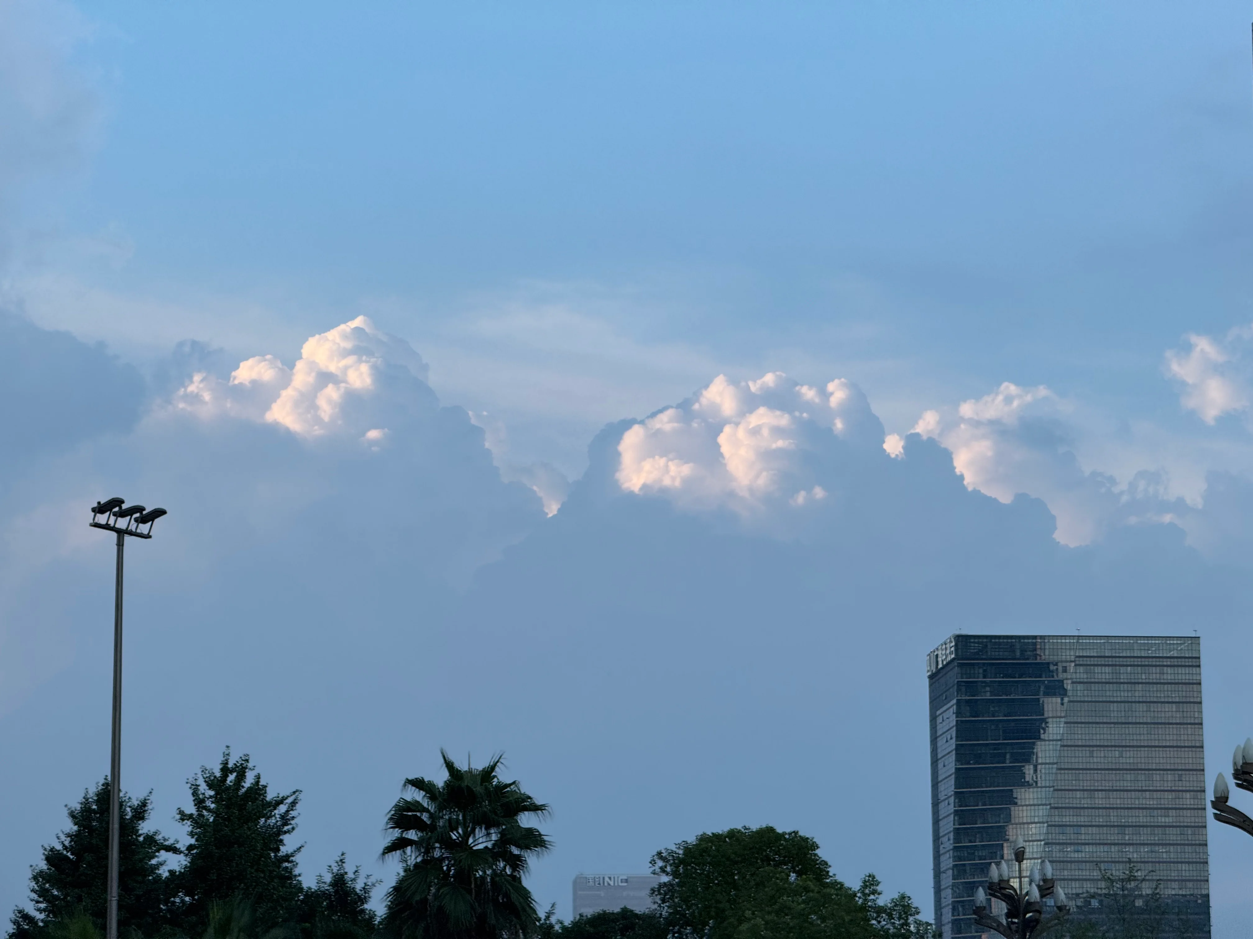 花卉摄影作品 — 樱落如雪